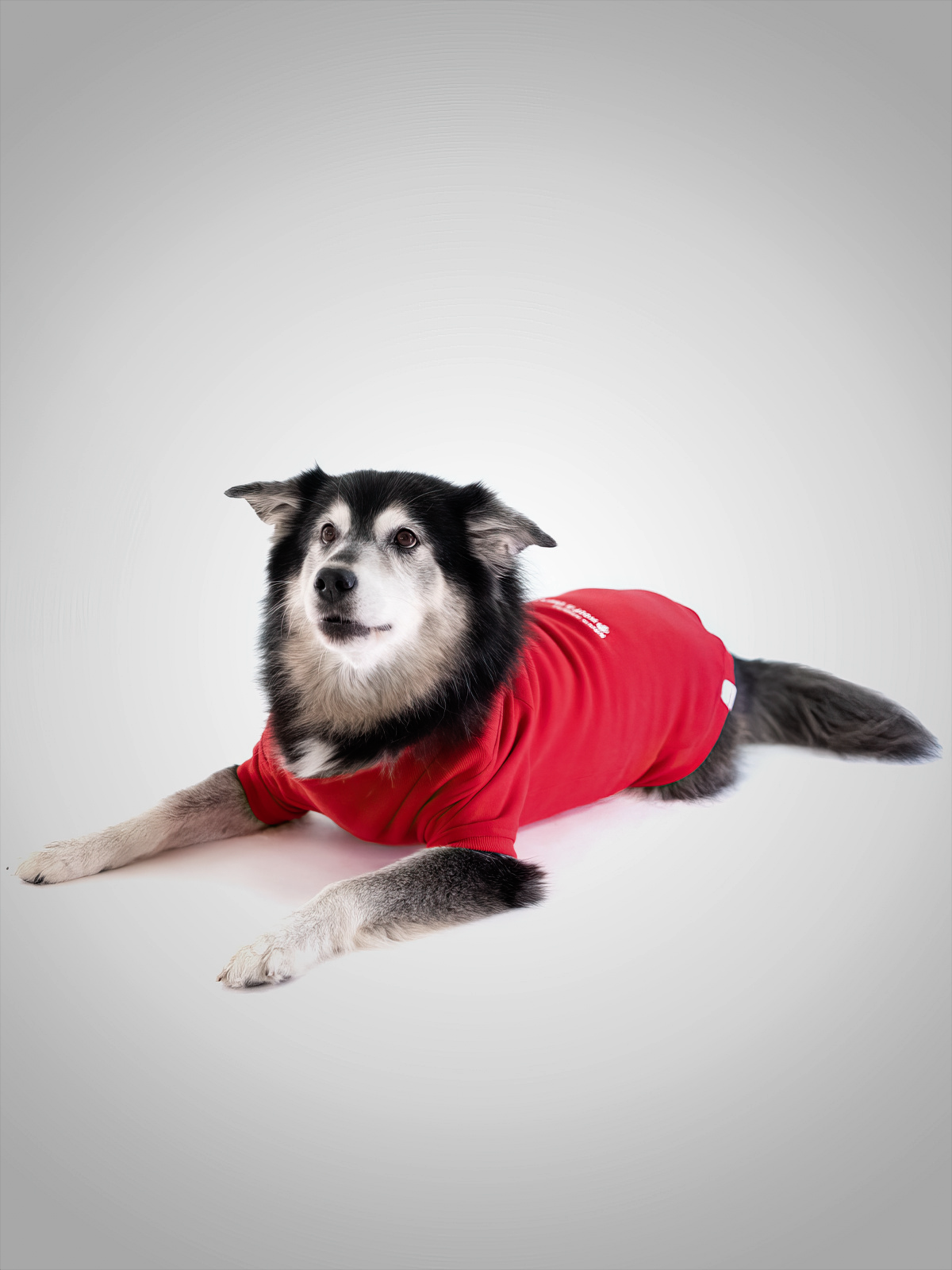 Köpek Sweatshirt - Insider