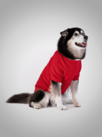 Köpek Sweatshirt - Insider